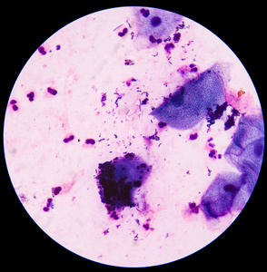 蓝细菌细胞照片