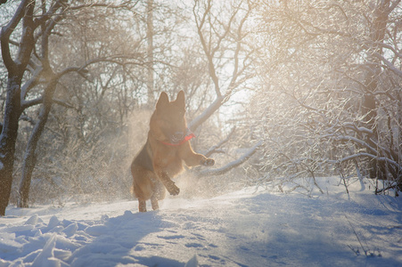 玩雪的纯种德国牧羊犬