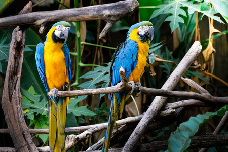 在热带森林中可爱的蓝色和金色金刚鹦鹉