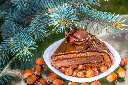 巧克力蛋糕的果仁，圣诞树 枞树 背景