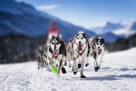 雪橇犬在赛车的速度