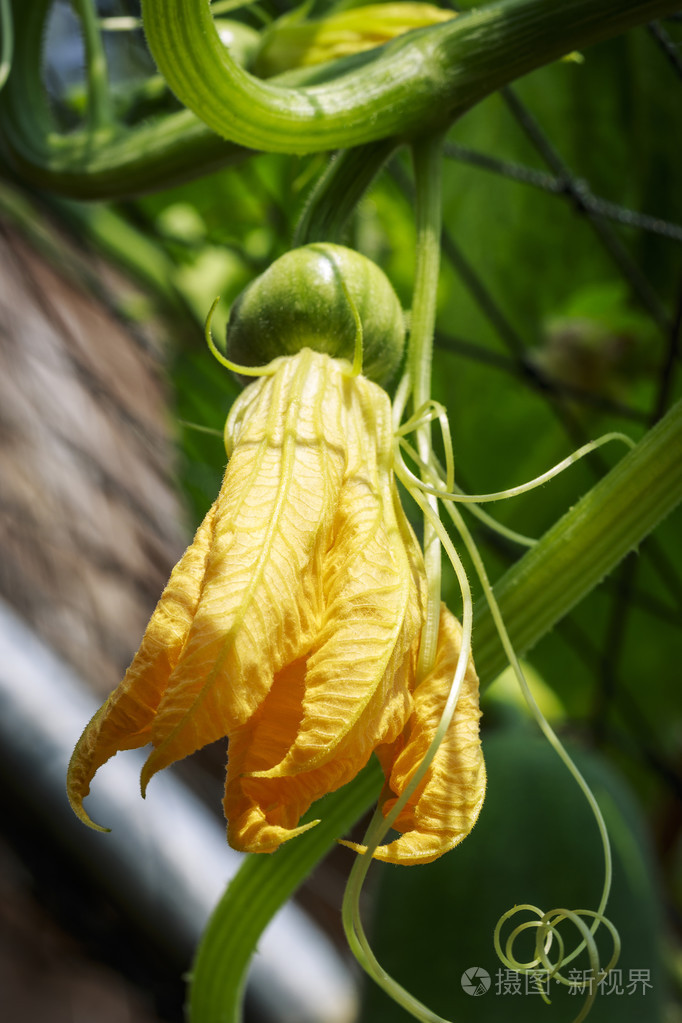 黄色的南瓜花