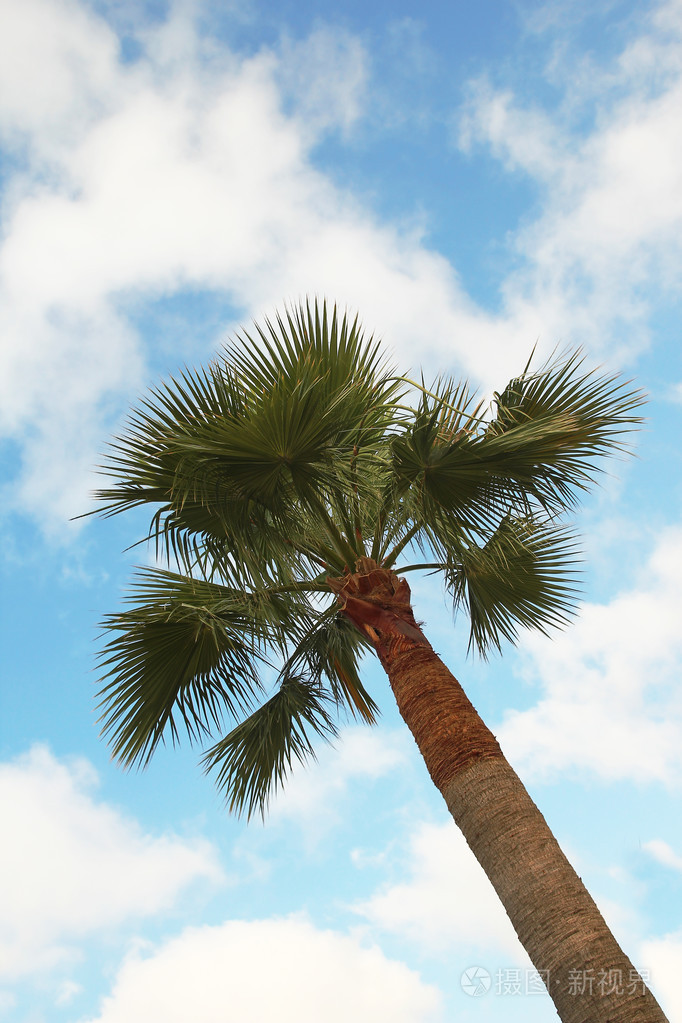 在度假胜地棕榈树