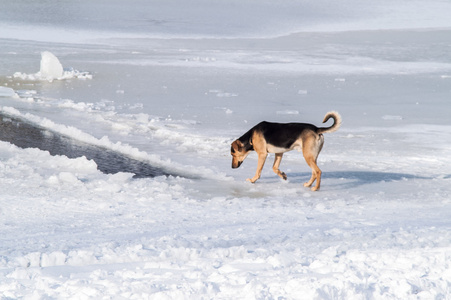 狗 雪河