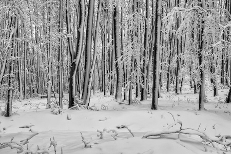 山毛榉森林在冬天2