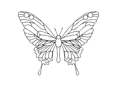 蝴蝶面具手绘手绘观赏蝴蝶轮廓图照片