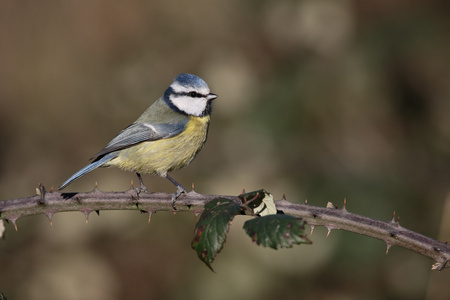 蓝雀，parus 鸢