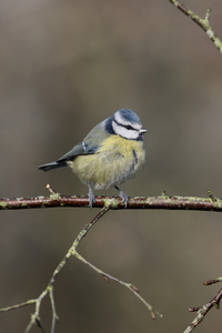 蓝雀，parus 鸢