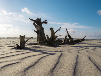 波罗的海海滩上的干树