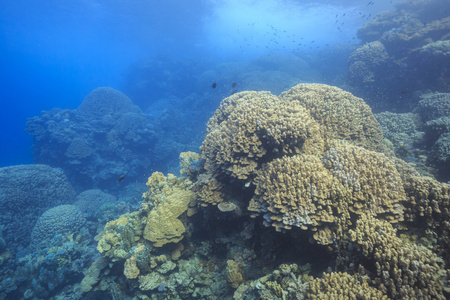 珊瑚礁 红海 埃及
