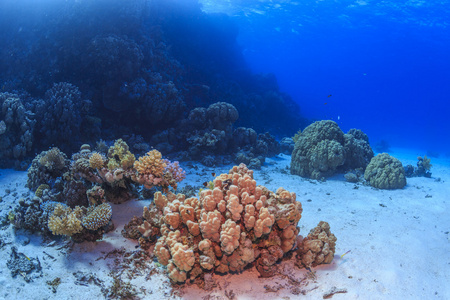 珊瑚礁 红海 埃及
