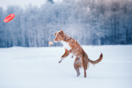狗新斯科舍省鸭寻回犬冬季公园，玩飞碟里走