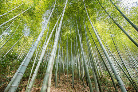 竹林竹林