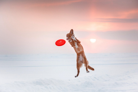 狗新斯科舍省鸭寻回犬冬季公园，玩飞碟里走