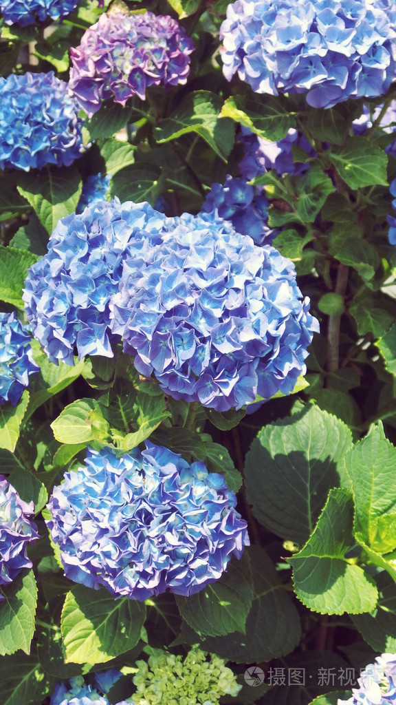 蓝色和紫罗兰号角花