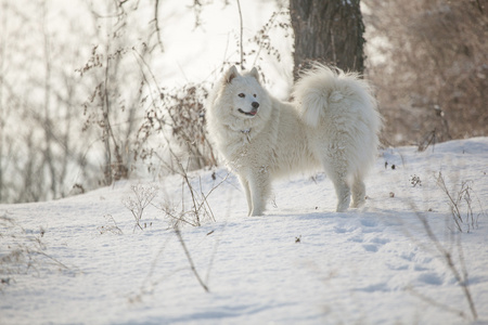 狗在雪地上玩图片