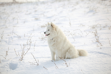 白狗萨摩耶在雪地上玩