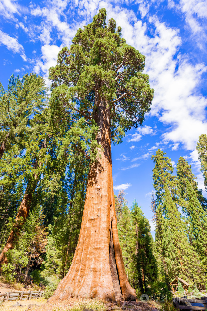 巨大的红杉树木在红杉国家公园美国加州