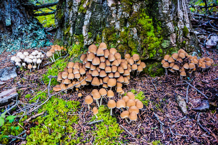 在阿拉斯加的野生蘑菇