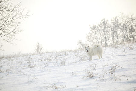 白狗萨摩耶在雪地上玩