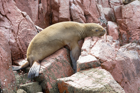 海狮在岩石上