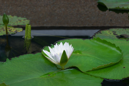 莲花白颜色