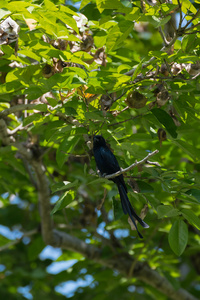 黑卷尾鸟在树上图片