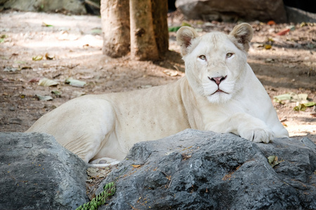 白女狮子躺在岩石上