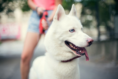 白色的哈士奇狗爱斯基摩犬逗留在户外的所有者