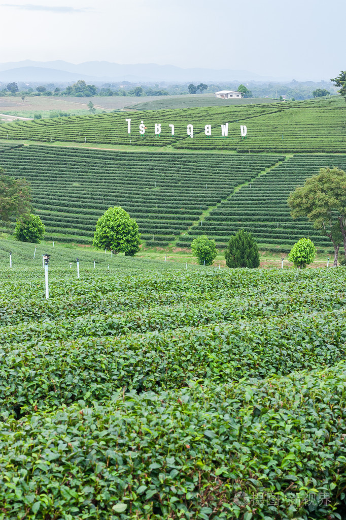 茶叶种植园景观