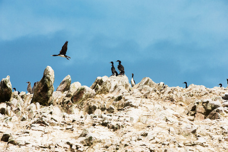 在 Ballestas 岛的海鸟