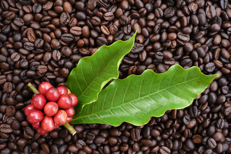 红色的成熟咖啡咖啡豆