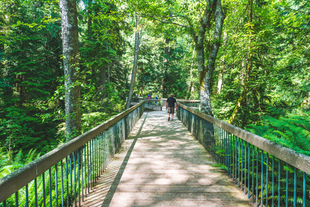 夏天人们走在植物园森林的木桥上。