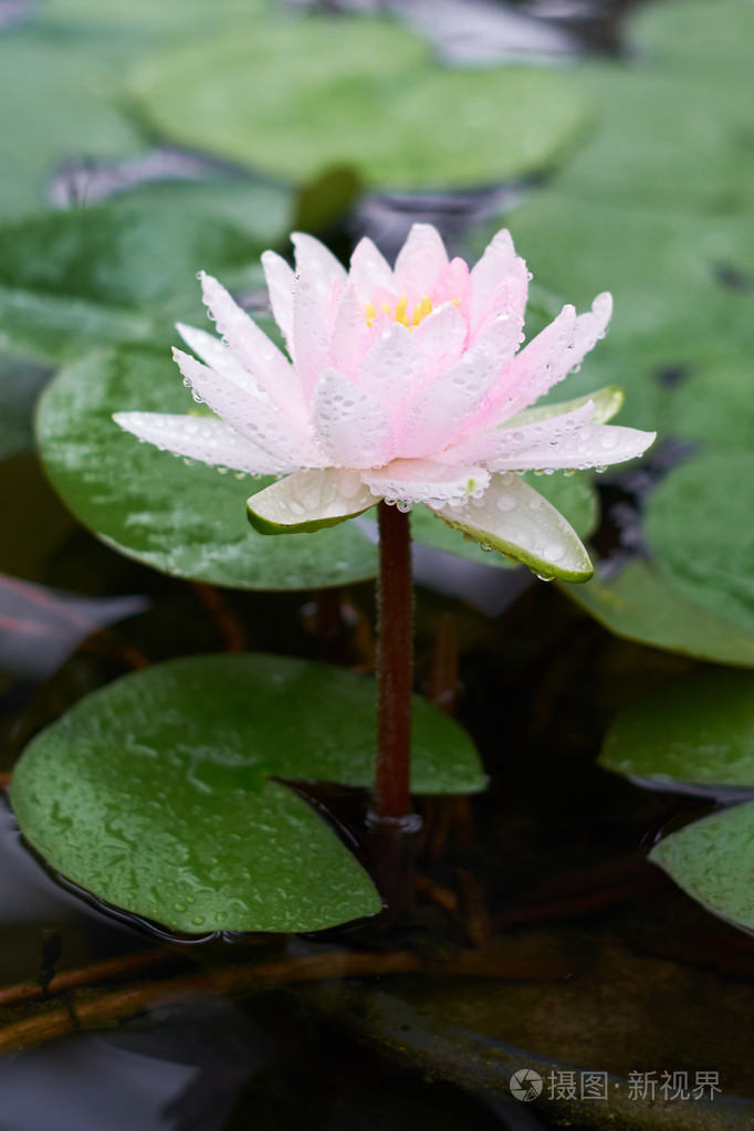 水粉红色的花照片 正版商用图片1lgswz 摄图新视界