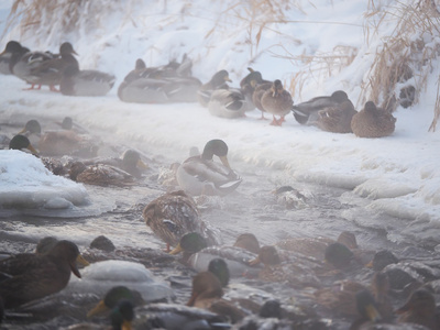 在冬天在河上鸭