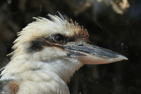 笑着的KookaburraDaceloNovaeguineae。