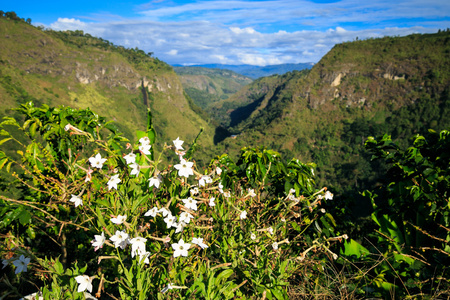 在哥伦比亚绿山，哥伦比亚，拉丁美洲的丛林