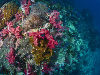 在水下的软珊瑚