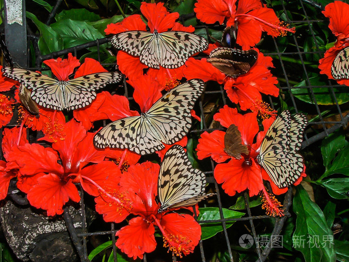 红花上的蝴蝶