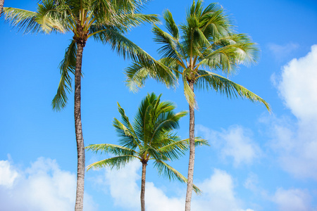 椰子树对着美丽的蓝天。热带环境