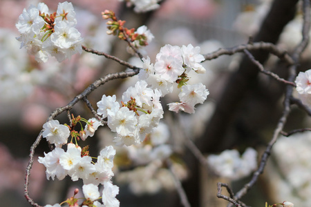 樱花在日本大阪，薄荷