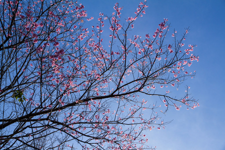 蓝蓝的天空，在清迈，T 樱花樱花粉红花