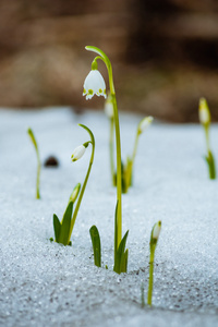 在森林里的雪花莲