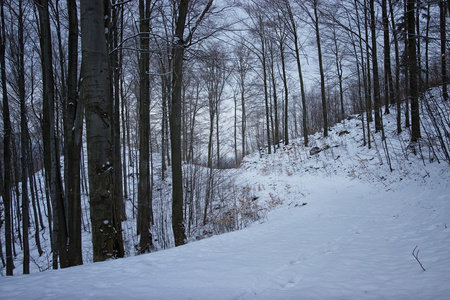 穿越森林的冬季之路