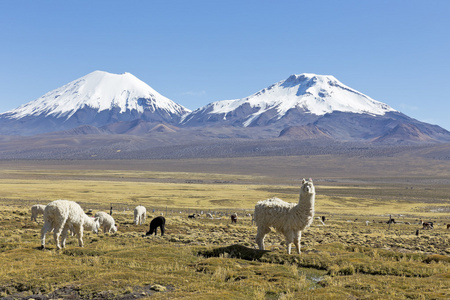 白雪皑皑的火山 Parinacota 和 Pomerane。玻利维亚