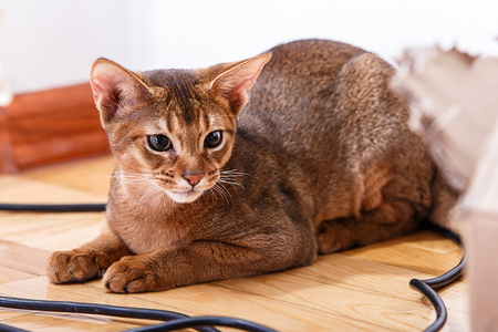 阿比西尼亚猫孤立在一张白纸