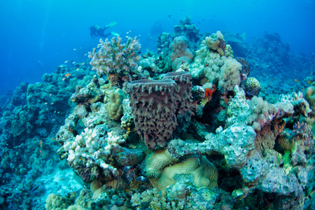 珊瑚礁和珊瑚红海