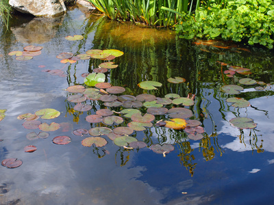小鲤鱼一个小池塘与礼来垫和锦鲤鱼照片