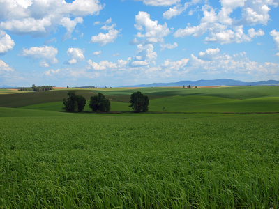 美丽的乡村景色，与绿色的田野和多云的蓝色天空
