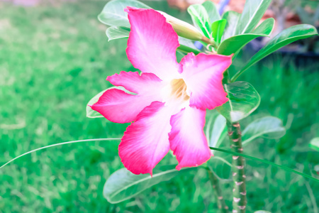 沙漠玫瑰鲜花